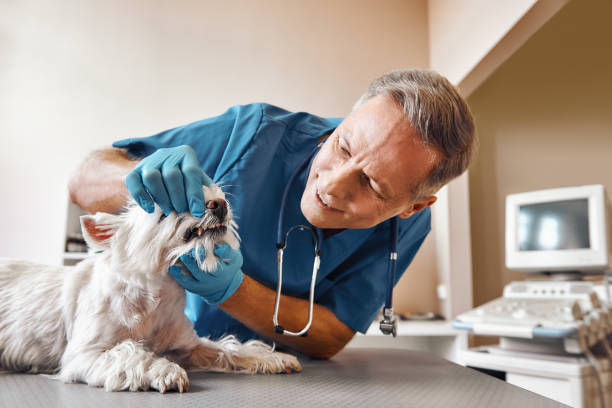 Best Emergency X-Rays and Diagnostics in Greenville, FL